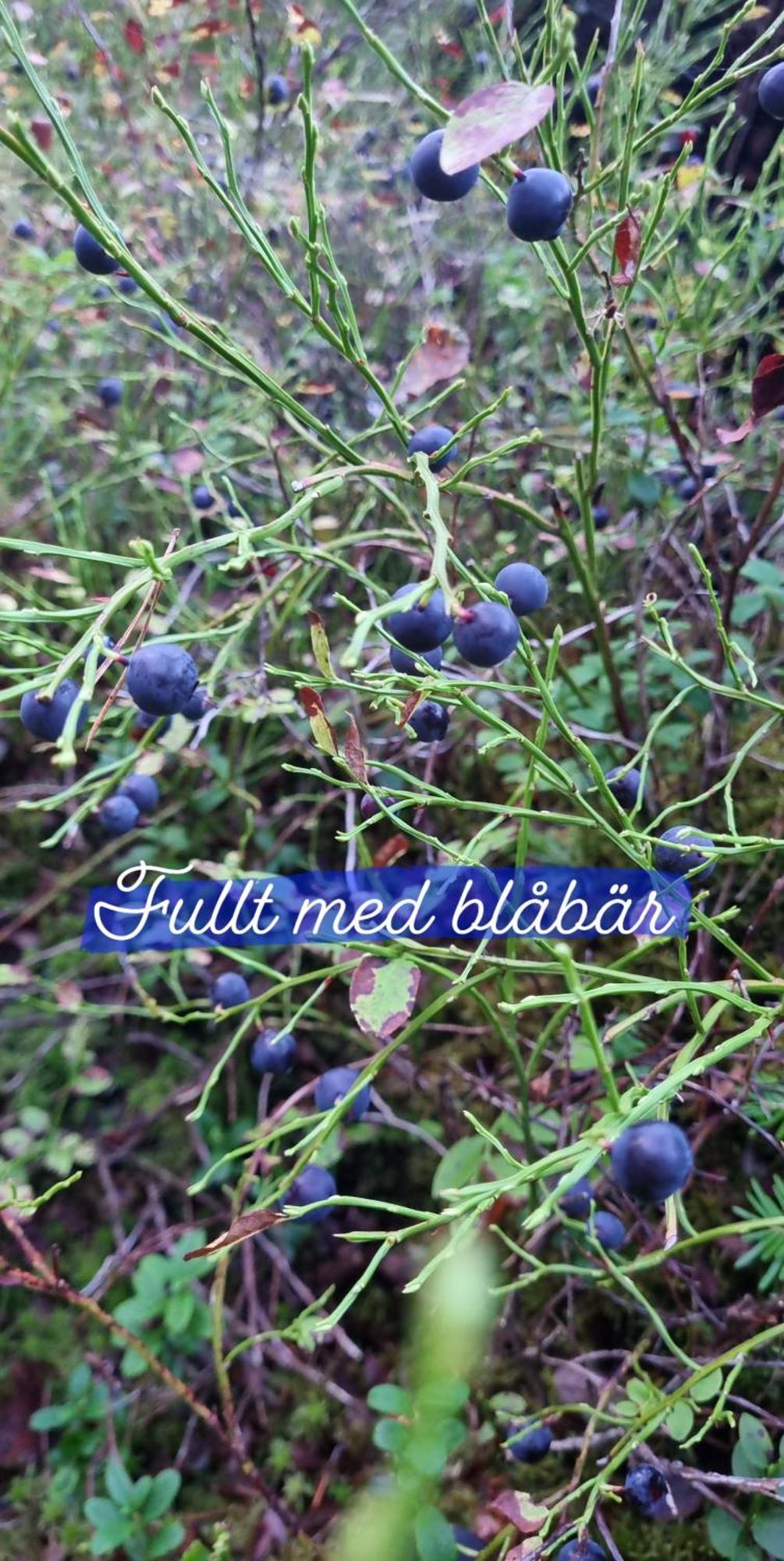 Hyr Rum Pa Oestbo Vittsjö Eksteriør bilde